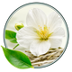 Chá Branco